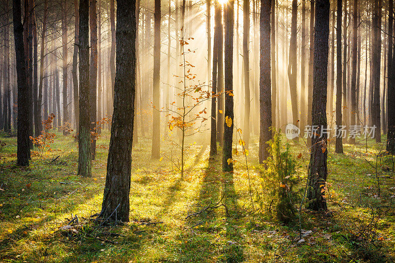 早晨的阳光穿透森林- XXXL HDR图像